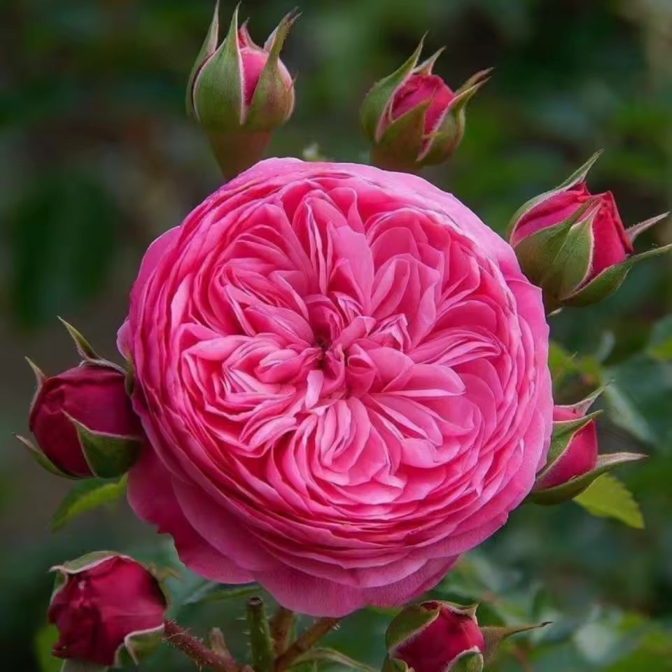 Graine Rose Leonardo