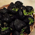 Graine Fraise Noire