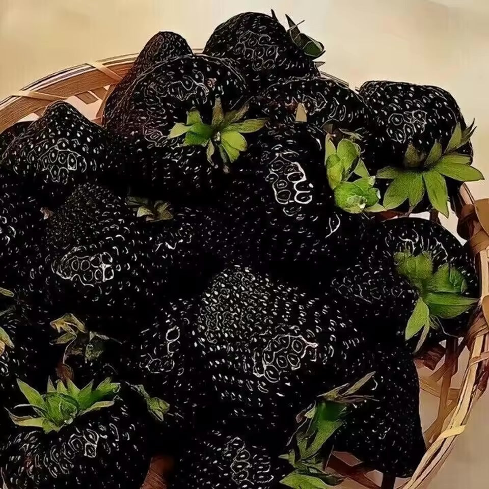 Graine Fraise Noire